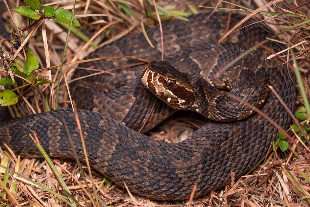 Florida Cottonmouth, Agkistrodon piscivorus conanti Gloyd,… Flickr