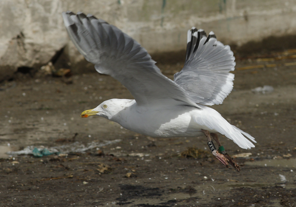 hg_ad03_n[KX1L]_38A8138 March 08 2019, Barneveld landfill,… Flickr