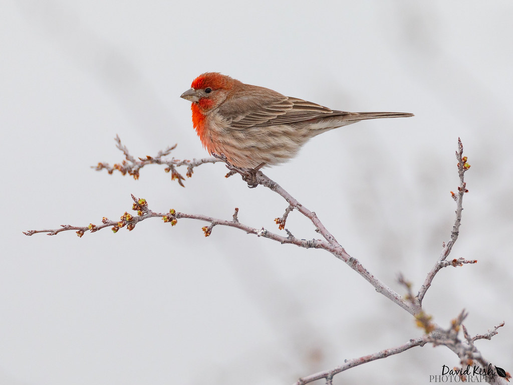 House Finch (male) The red feathers of the house finch rea… Flickr