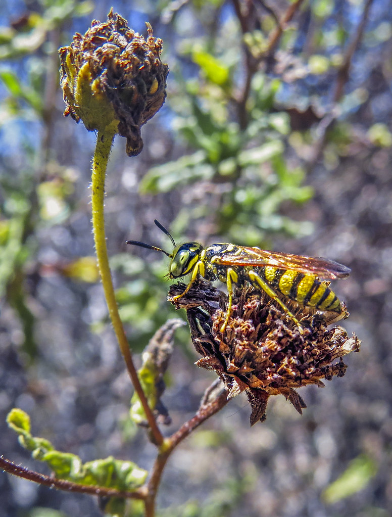 Yellow Jacket Yellowjackets are sometimes mistakenly calle… Flickr