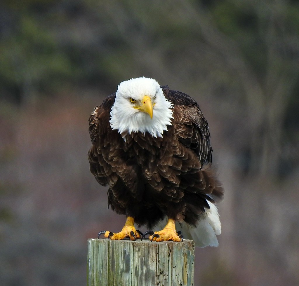 Bald Eagle Northeast Harbor, Maine DSCN6247 (2) maryalley904 Flickr
