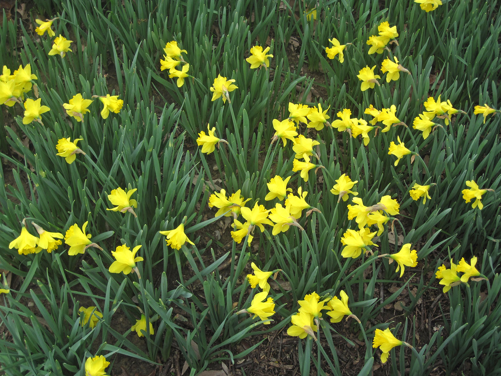 Narcissus sp. (daffodils) (Mammoth Cave National Park, Kentucky, USA) 5