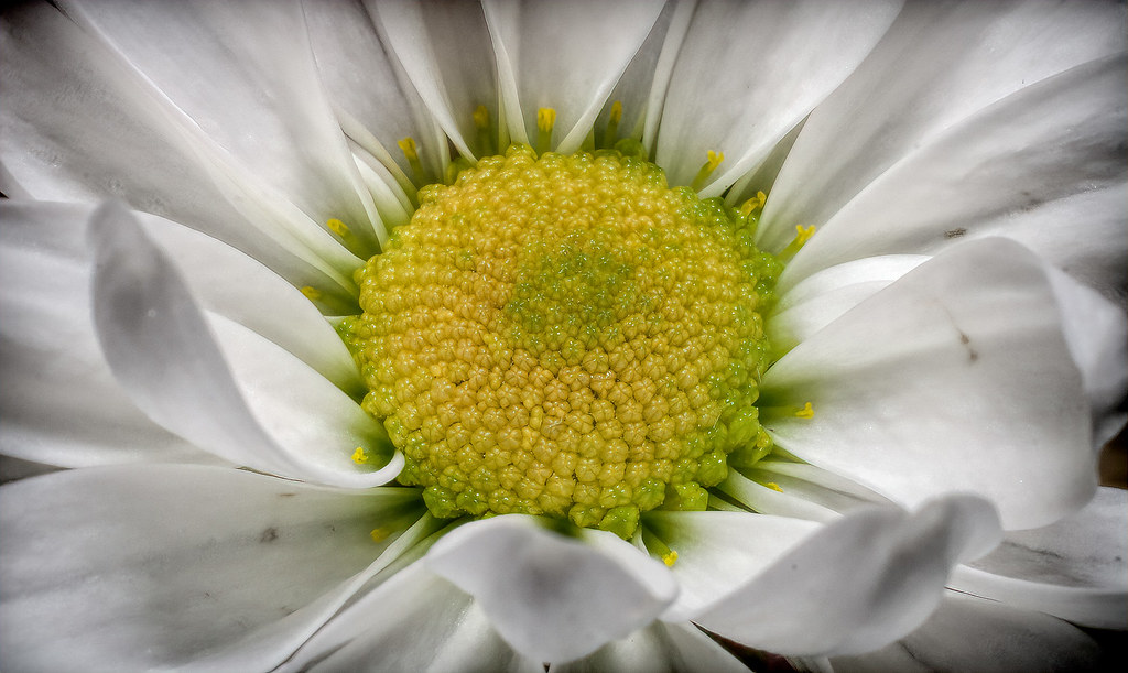 Anatomy of a Daisy The daisy flower consists of a compact … Flickr