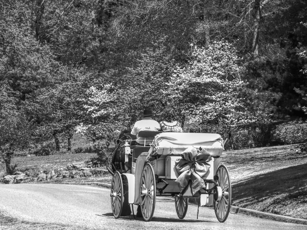 Carriage Ride Carriage rides in the park during the azalea… Flickr