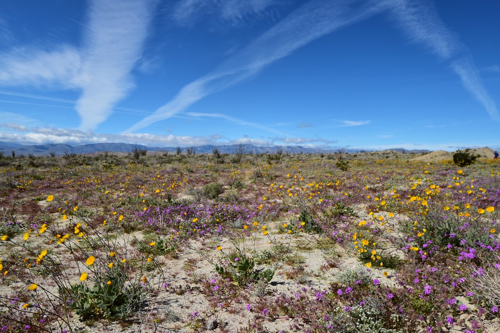 2019 wildflower bloom at Anza Borrego State Park, Californ… Flickr