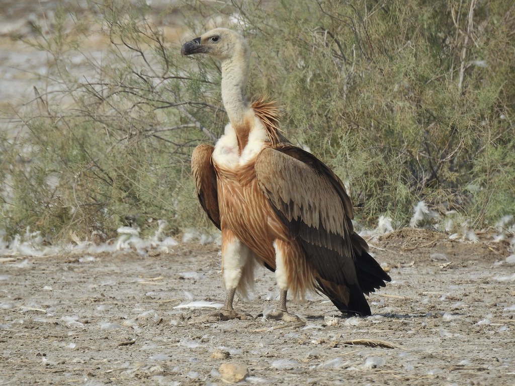 Griffon Vulture in Sindh, Pakistan January 2019 en.wikip… Flickr