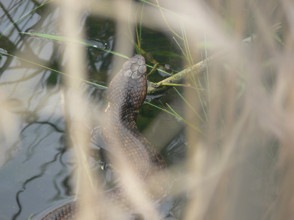 P1270144 Cottonmouth hunting along creek bank Bill Arbon Flickr