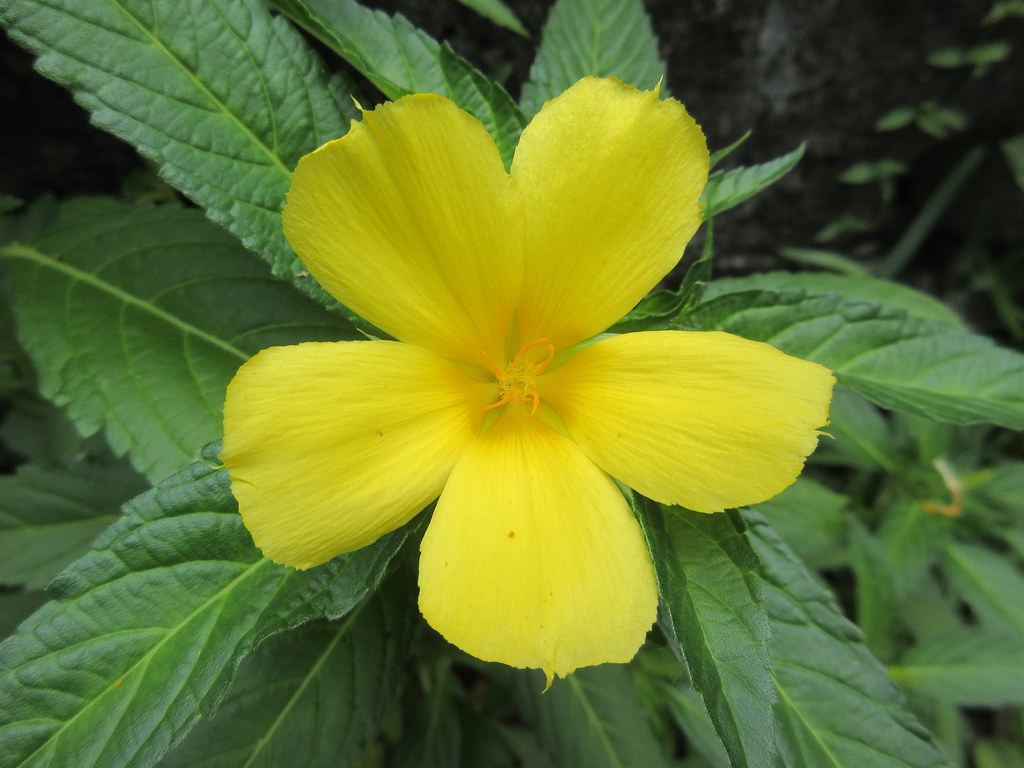 MAURITIUS PLANTS T Flickr