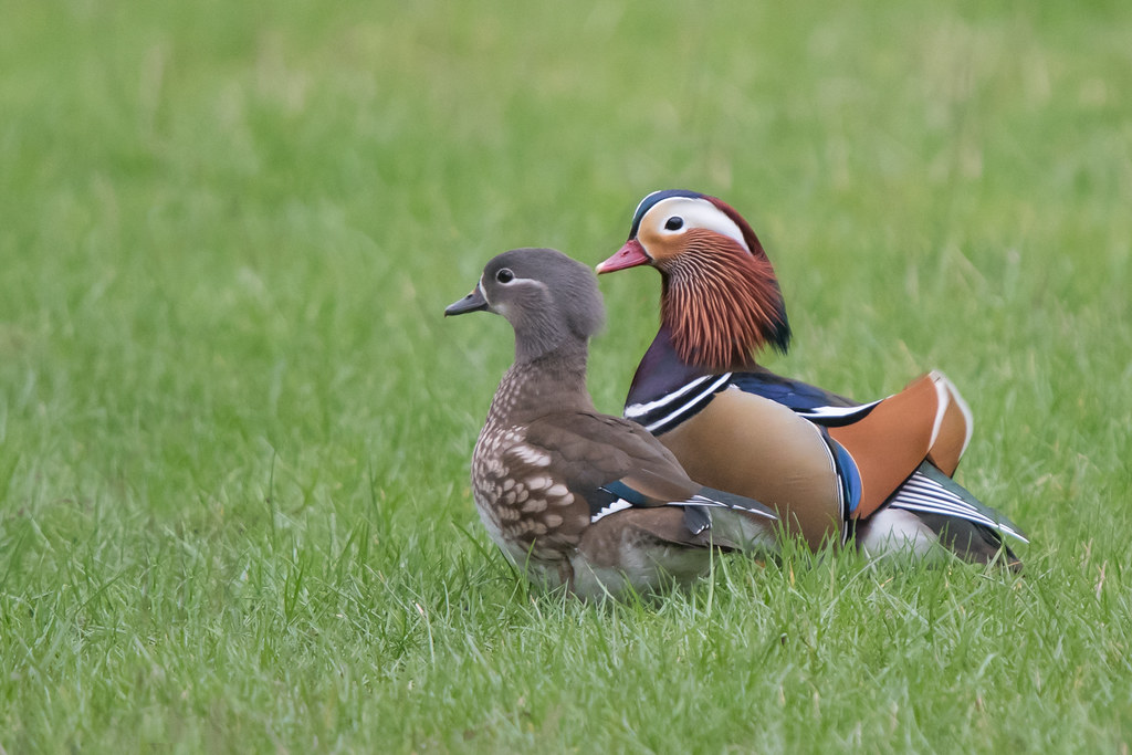 Mr and Mrs These are male and female Mandarin Ducks, photo… Flickr