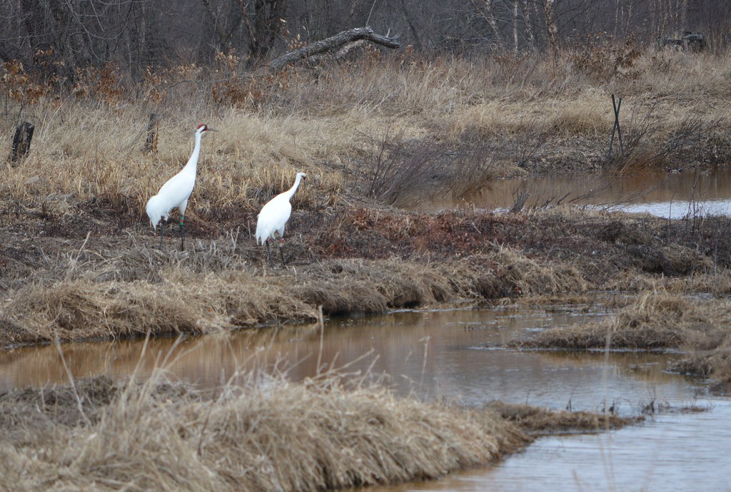 Whooping Cranes Necedah National Wildlife Refuge, Wisconsi… Ellen