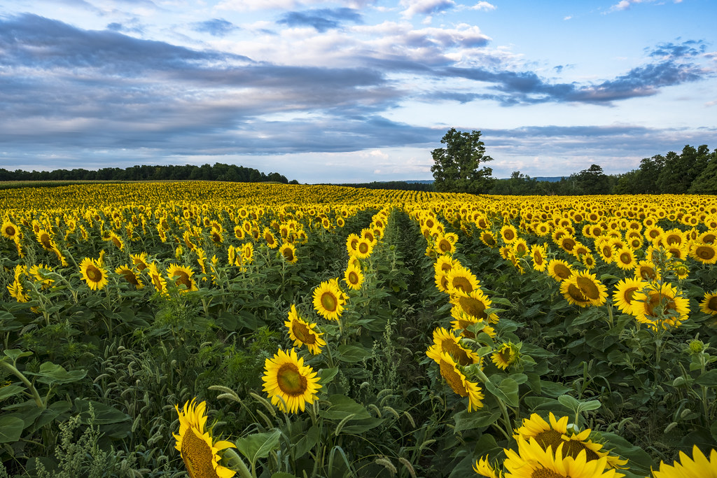 Sunrise at Davis Sunflower farm, Caledon, ON DSCH1696 Flickr