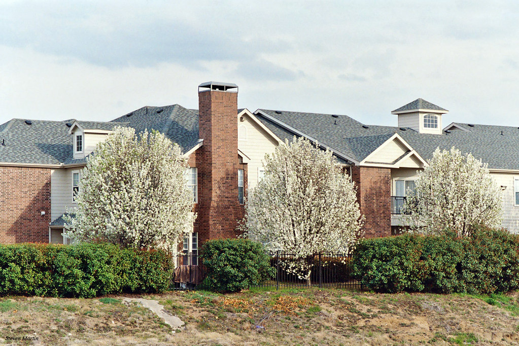 Bradford Pears in Bloom at Apartment Complex Near Walker's… Flickr