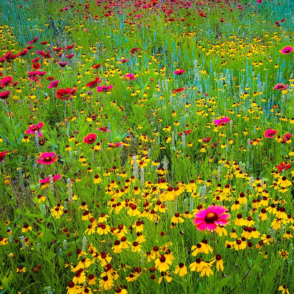 Mixed Wildflowers Blooming Mixed Wildflowers Blooming Im… Flickr