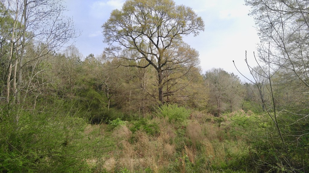 Hwy. 1048 near Little Natalbany Creek Habitat shot for eBi… Flickr