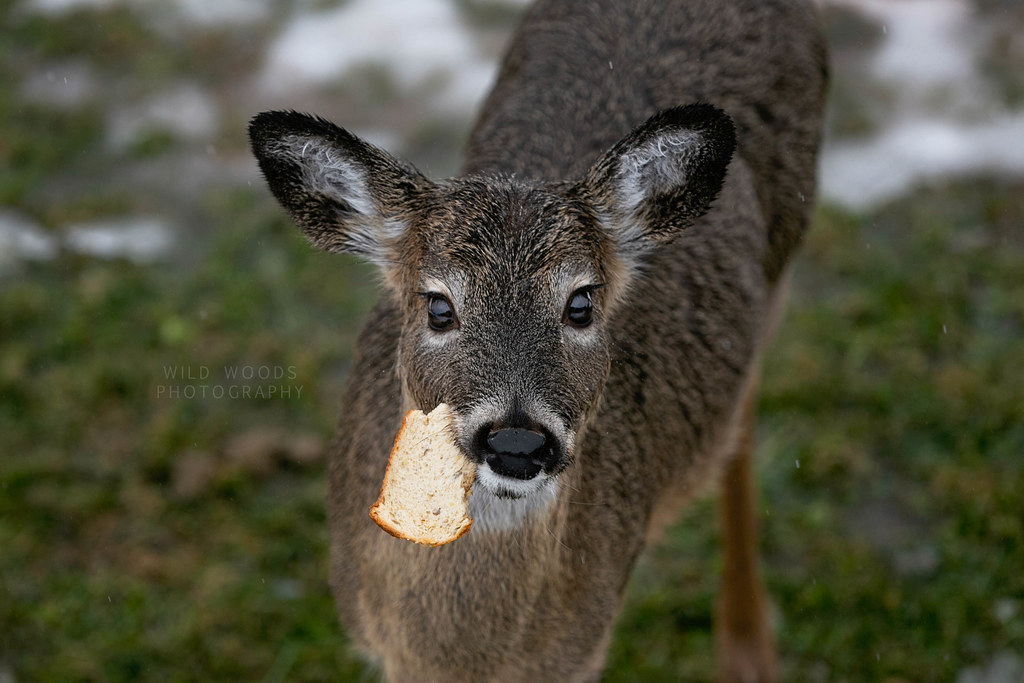 Bread Deer Portrait This little guy found some bread. Jenna Flickr