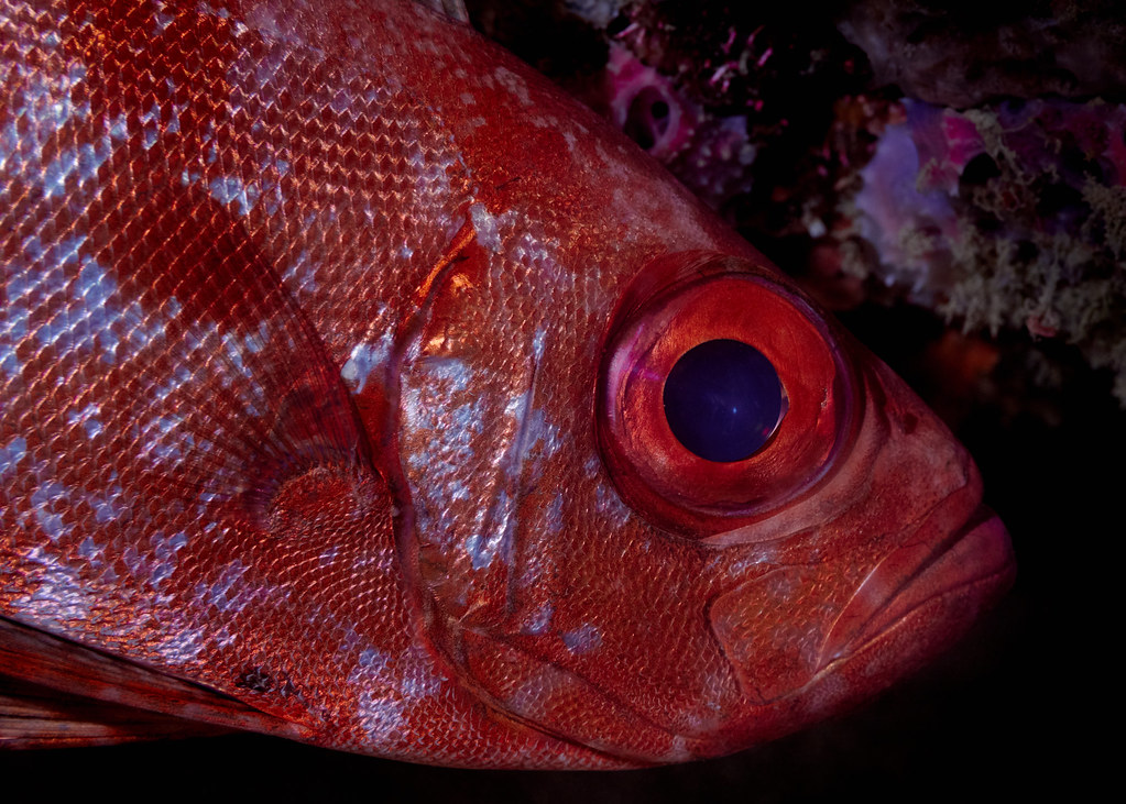 Red Bigeye Snapper Heteropriacanthus Carolinus Patrick Jakiel Flickr