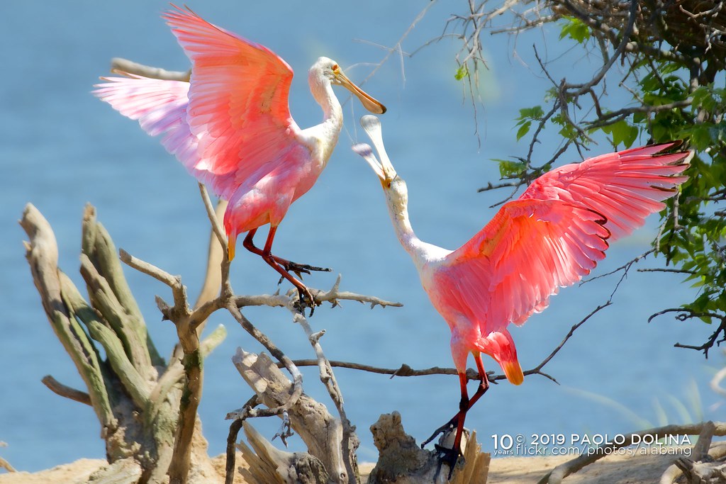 2018 Texas Birding Trip Flickr
