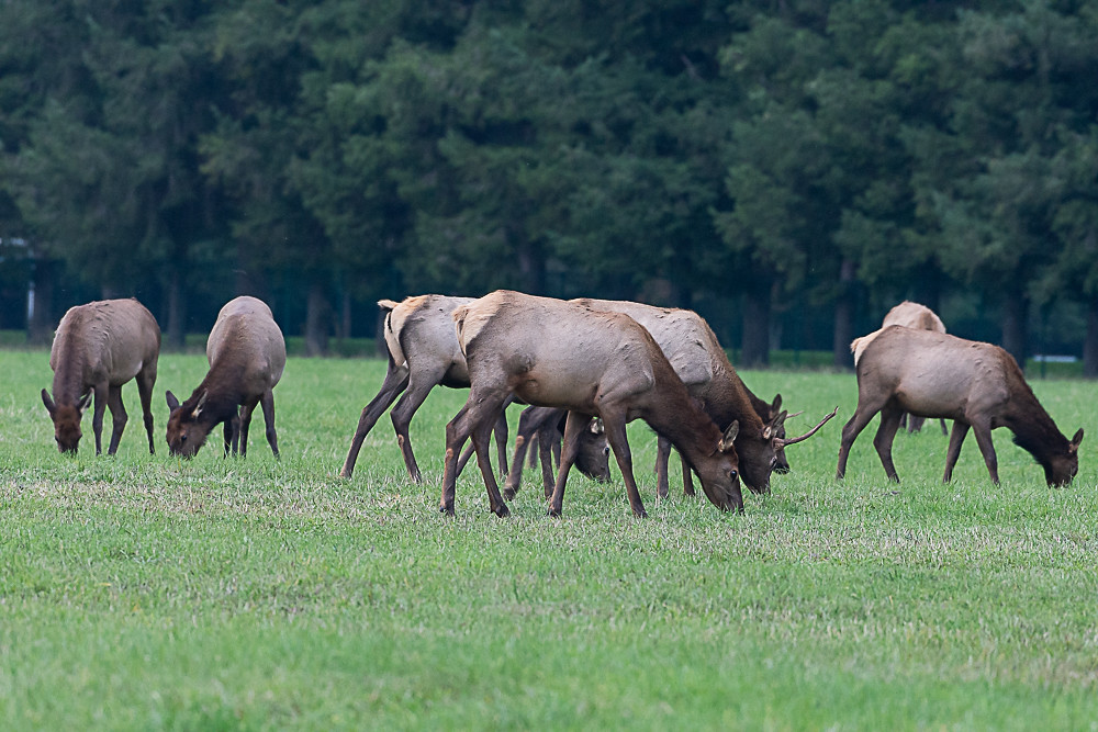 NorthBendElk6 Herd of Elk in North Bend Ken Morain Flickr
