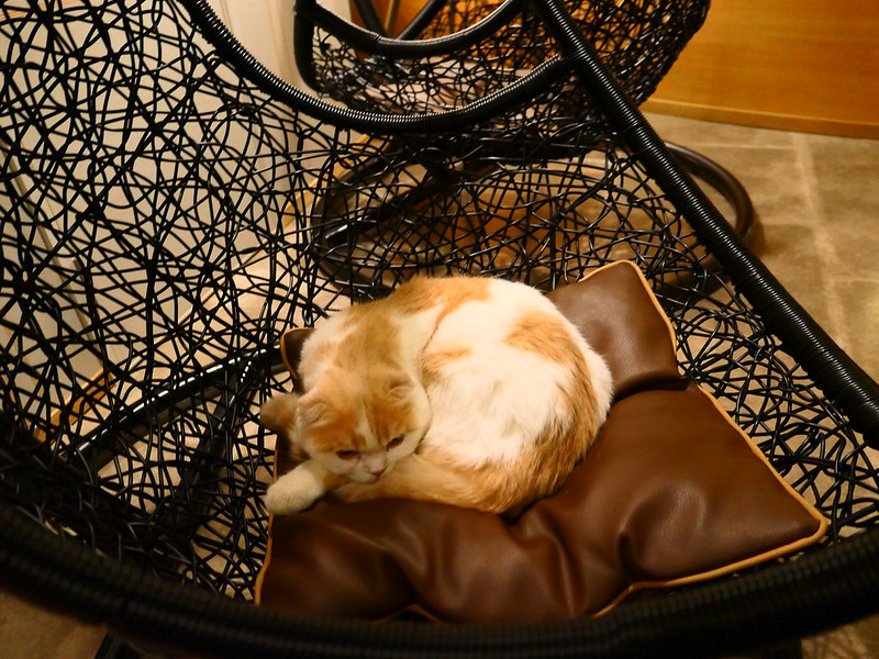 Visiting the Cat Cafe Mocha Lounge in Shinjuku NeoTokyo 2099