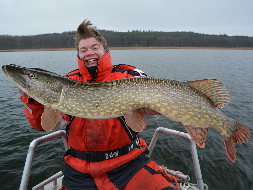 Big baltic sea pike Beautiful pike from the baltic sea. Phil Flickr