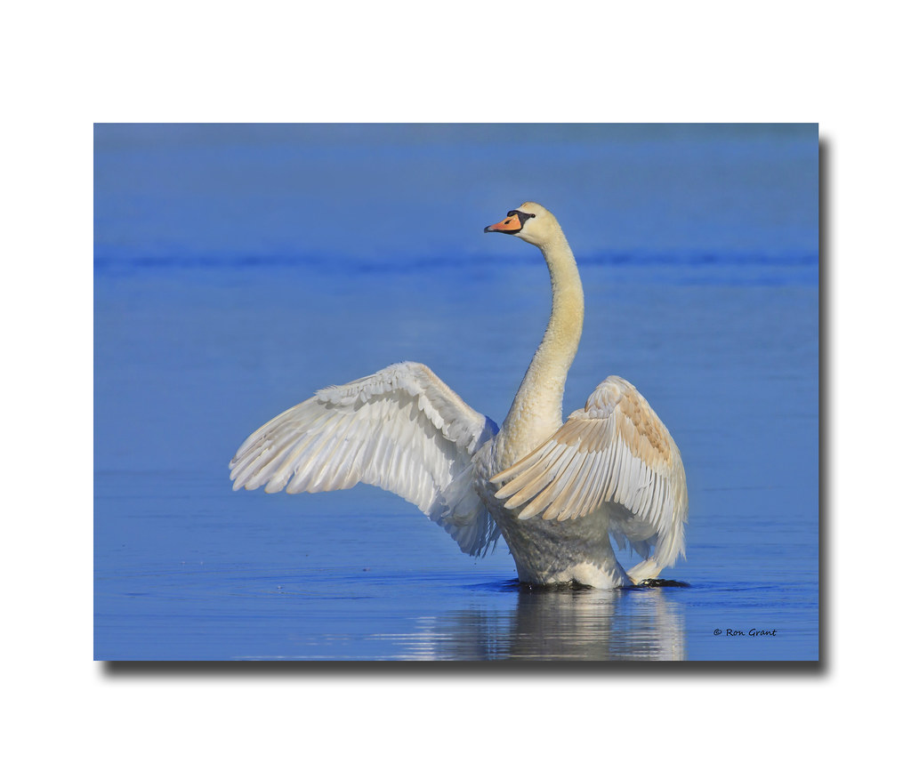 _MG_3936a Mute Swan Ron Grant Flickr