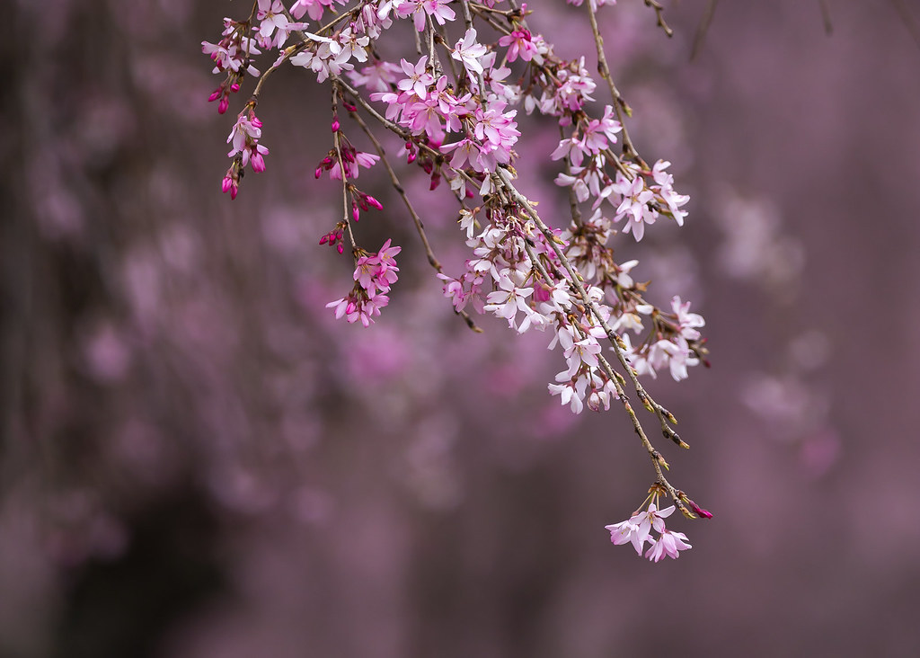 Cherry Blossom tree Lexington, Kentucky Brett Corman Flickr