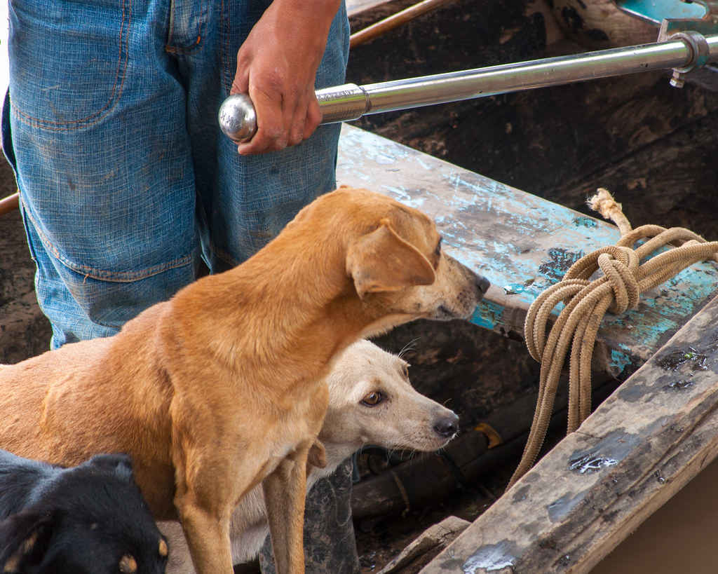 River dogs Amazonas, Colombia Oliver Castelblanco Flickr
