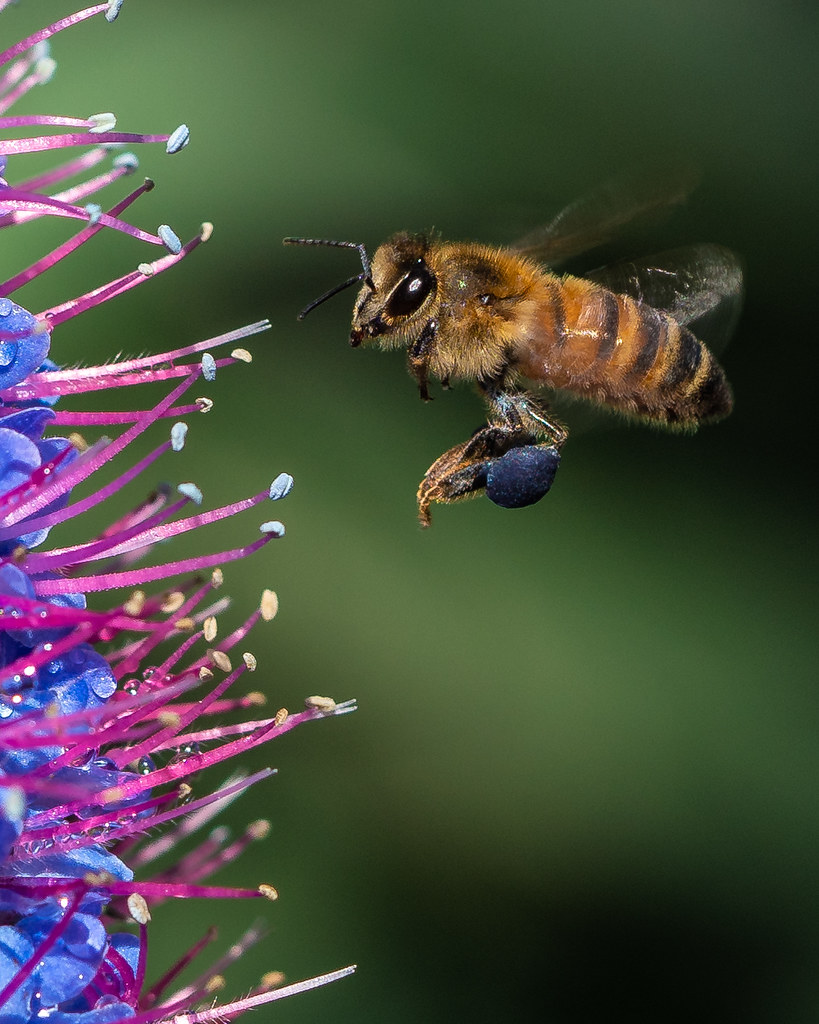 Bee Sees Flower Spring has come. Jose Matutina Flickr