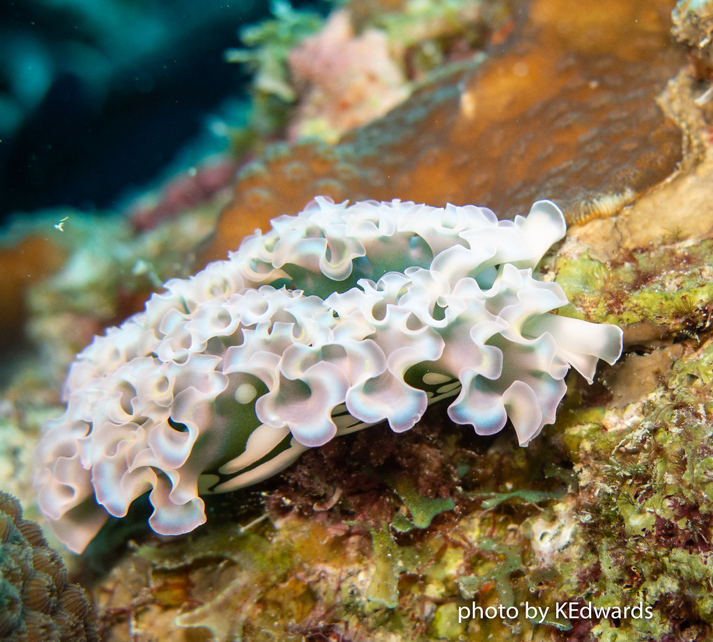 Lettuce Sea Slug A member of the nudibranch family kerry edwards Flickr
