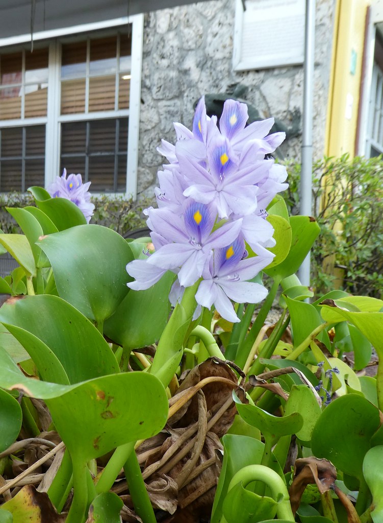 Cayman Islands Flower I saw this beautiful flower in a str… Flickr