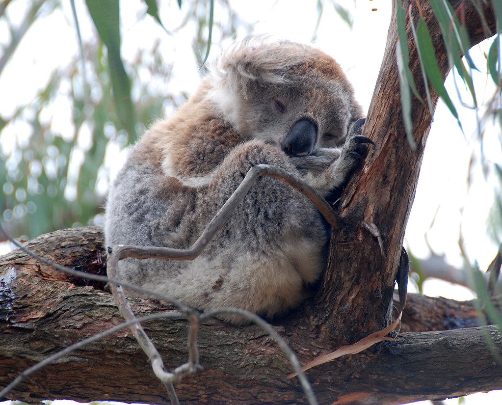 Downtime Down Under Koala in the Wild on Raymond Island Flickr
