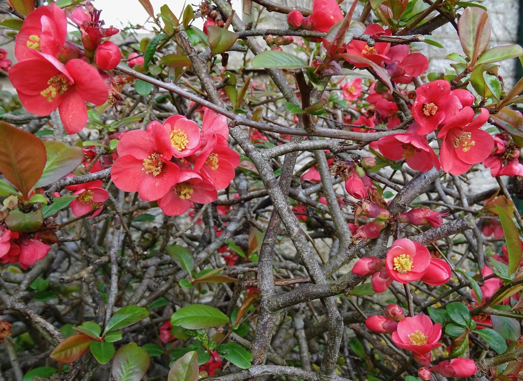 Japonica in the garden This shrub was already in the garde… Flickr