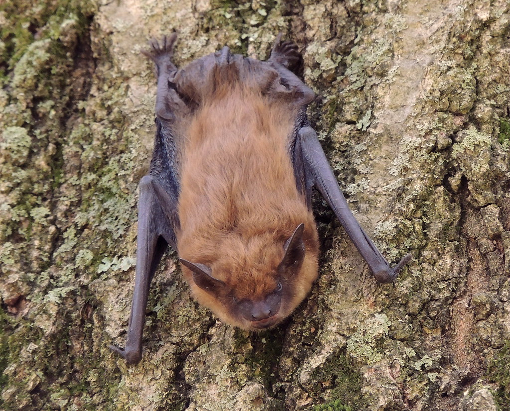 Big Brown Bat Bizarrely, this bat was fluttering around du… Flickr