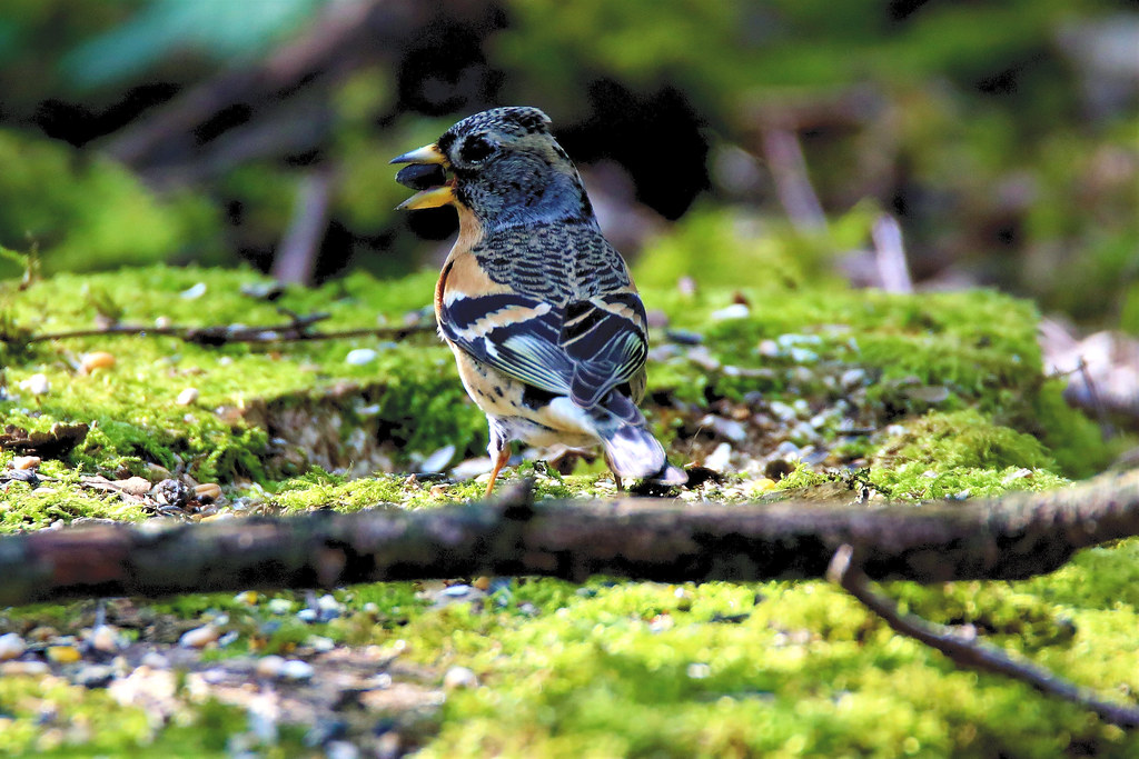 0O4A4649 Jeff Sykes Flickr