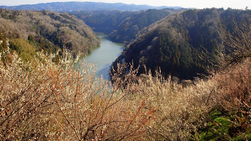 blooming valley coniferconifer Flickr
