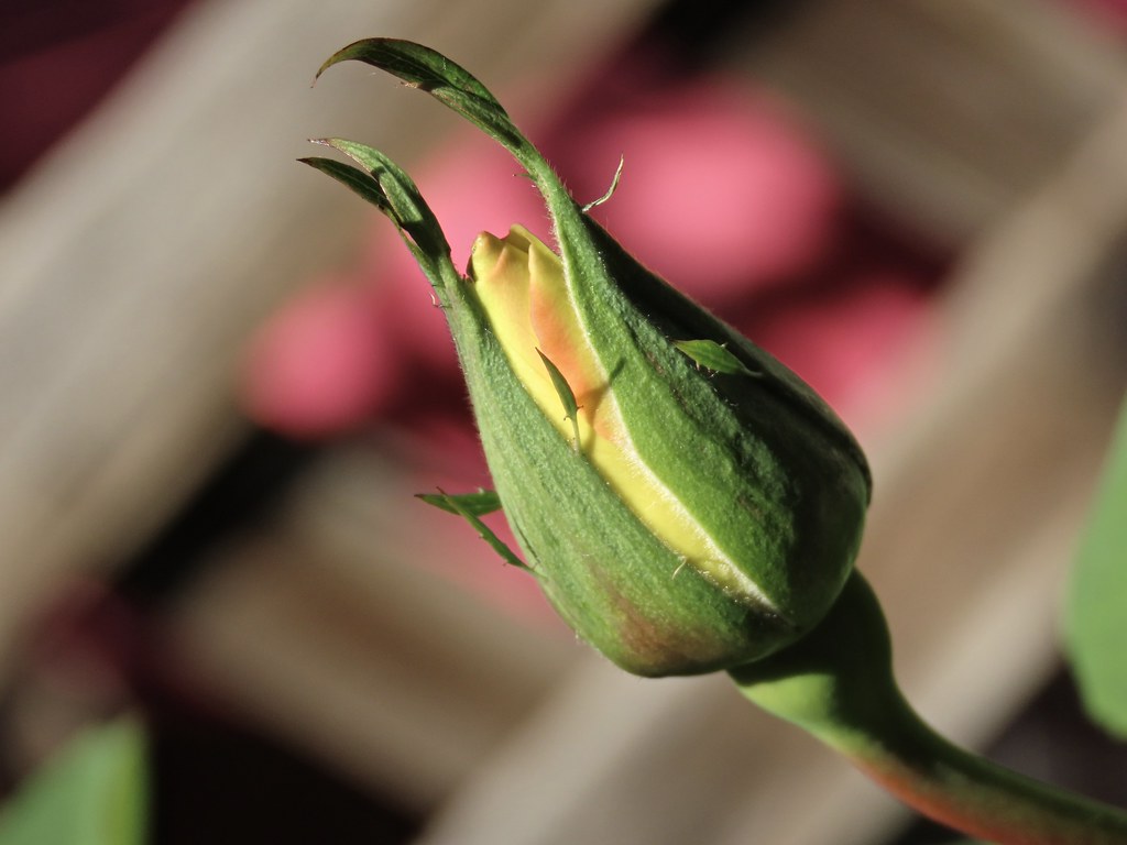 Rosebud Begins Sweet and Chilly Awakening IMG_5795 Chic Bee Flickr