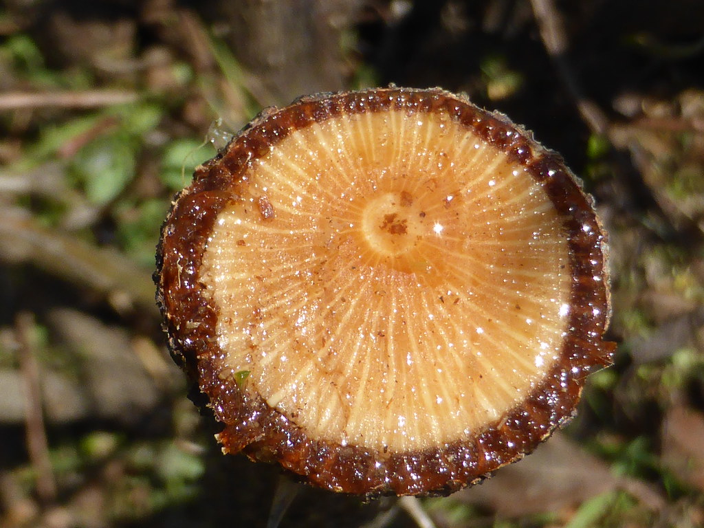 P1070508 Colorful Nature Brown Saturday Amalia Marinopoulou Flickr