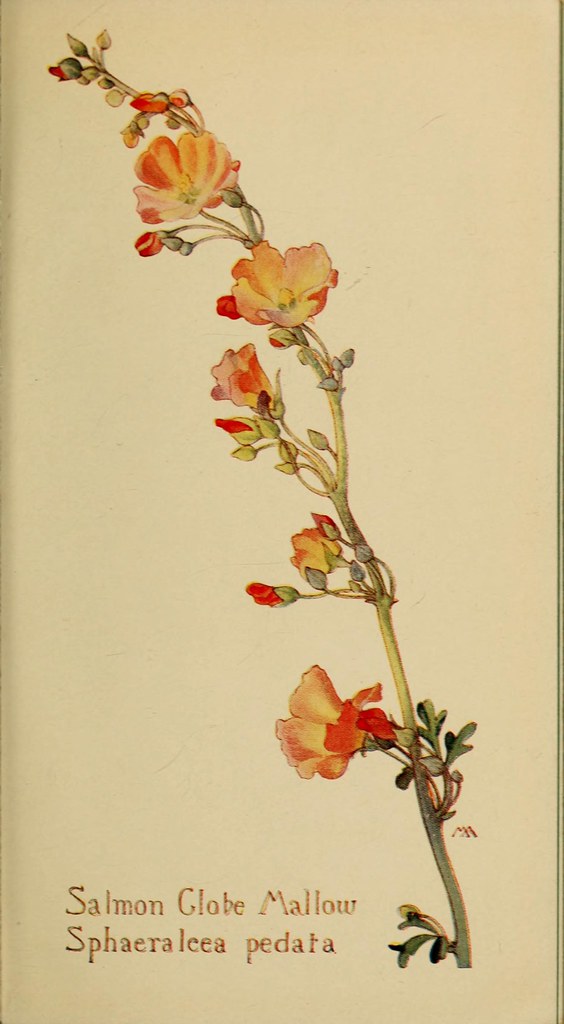 n358_w1150 Field book of western wild flowers /. New York … Flickr