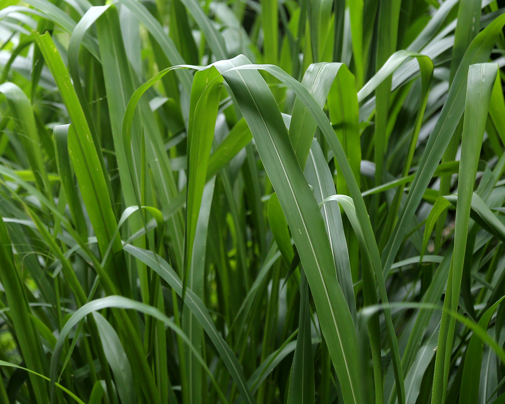 Flickriver Denish C's photos tagged with grass