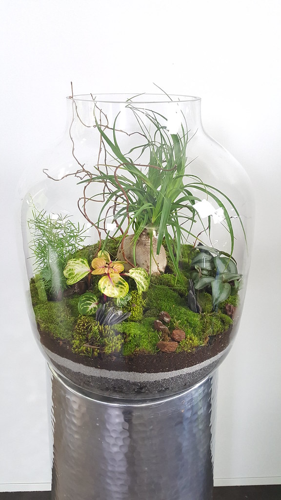 TERRARIUM BOMBAY TERRARIUM BOMBAY Avec un magnifique Bea… Flickr