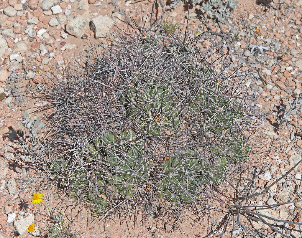 CAE011745a Nipple Beehive Cactus east of RIncon, Dona Ana … Flickr