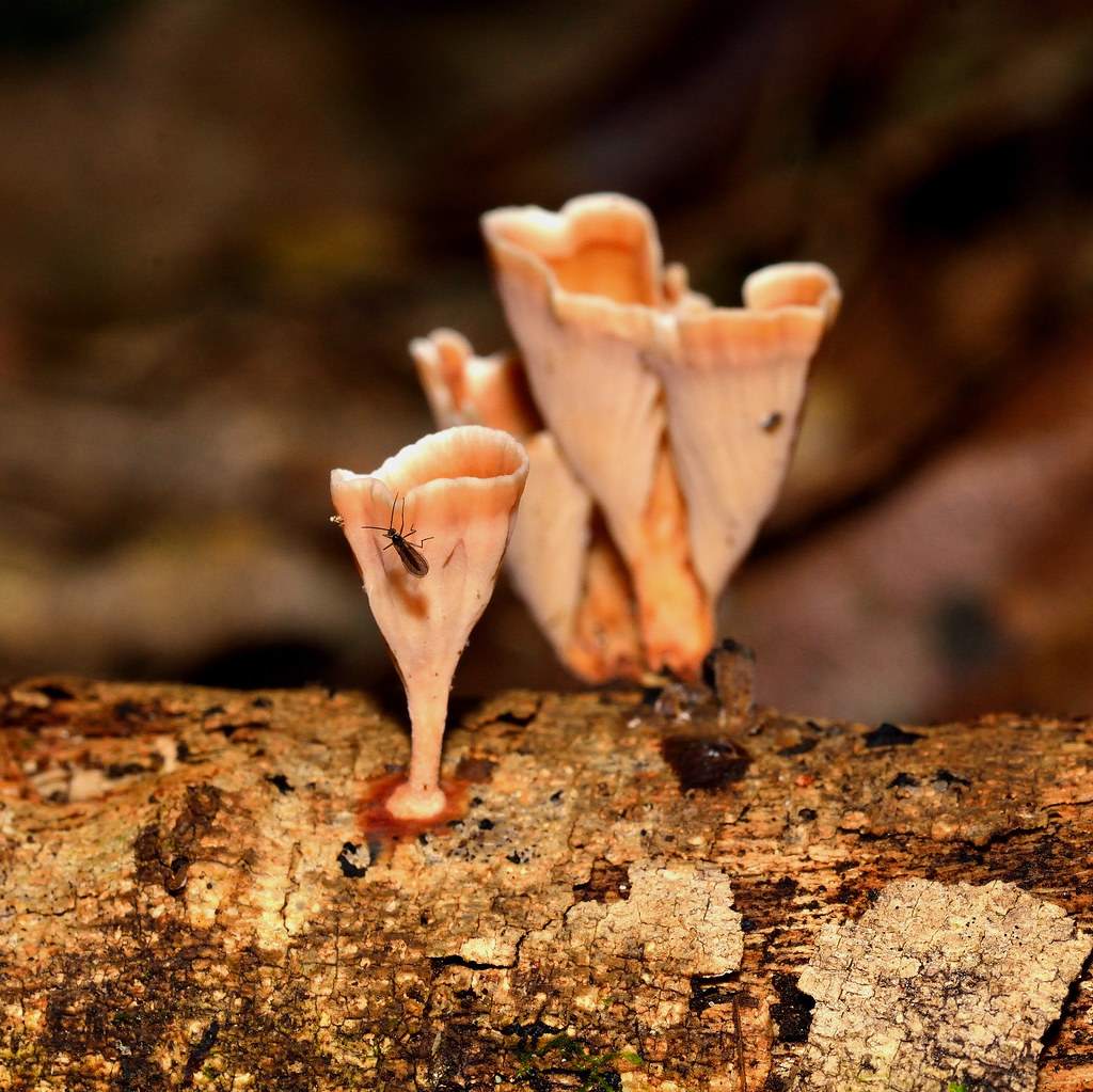 Wine Glass Fungus (Podoscypha petalodes) Tasman, New Zeala… Brigitte Kreigenhofer Flickr