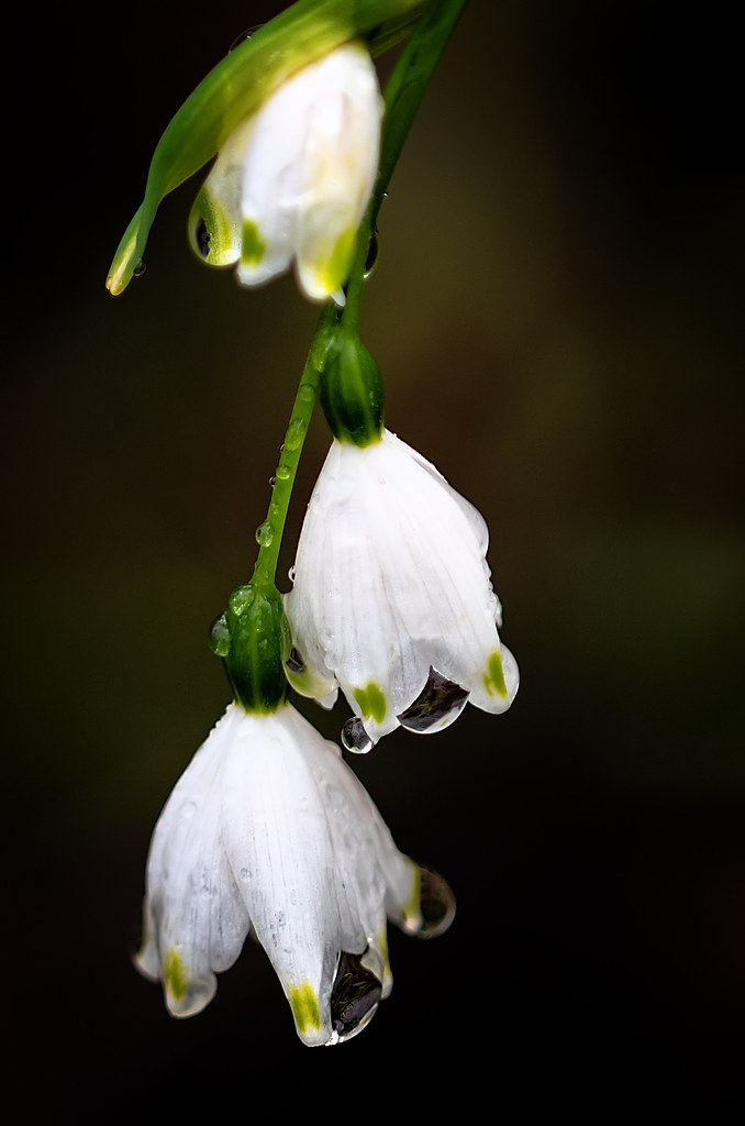 Snowflake flowers Snowflake flowers Leucojum aestivum. Ken Stites