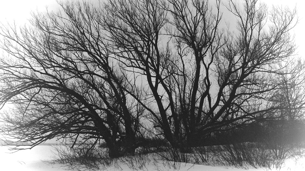 Black Willow. Much more apparent in winter why this willow… Flickr