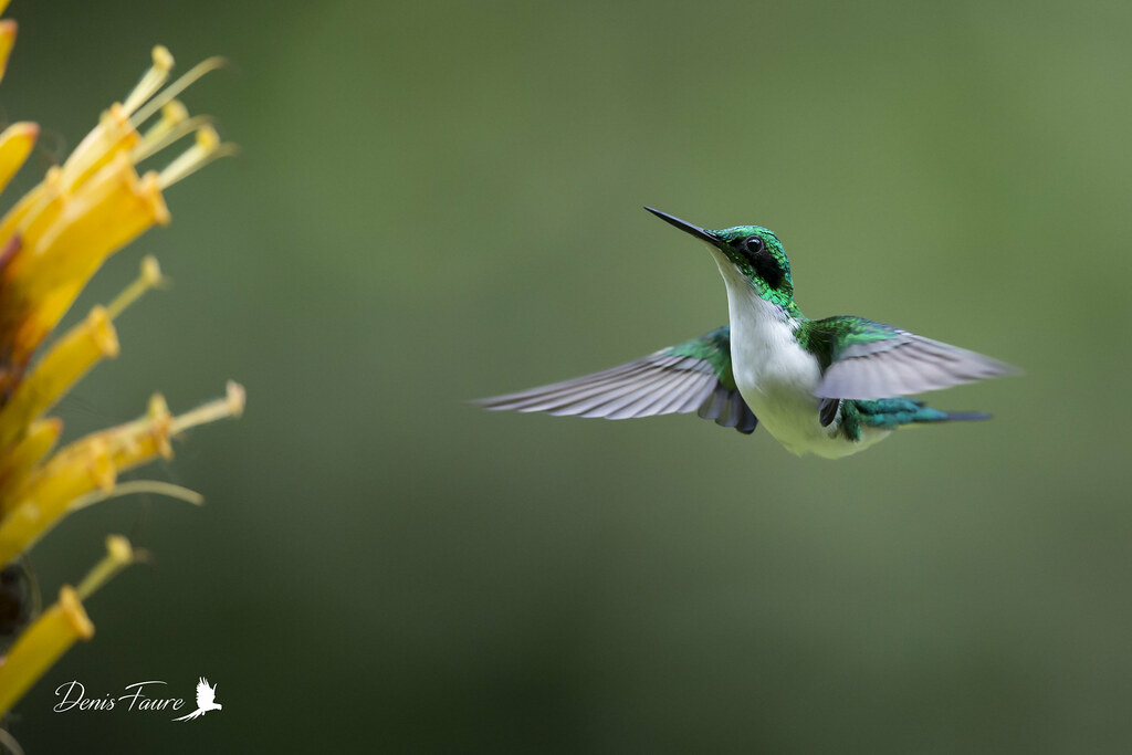 Colibri oreillard Heliothryx auritus Blackeared Fairy… Flickr