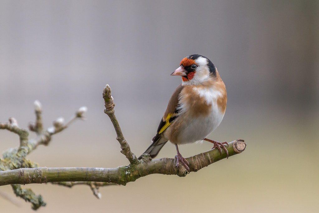 Stieglitz Marlis Börger Flickr
