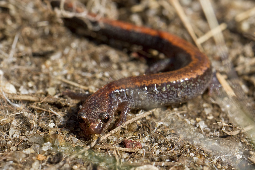 Red Striped Salamander March 30, 2019 A redbacked
