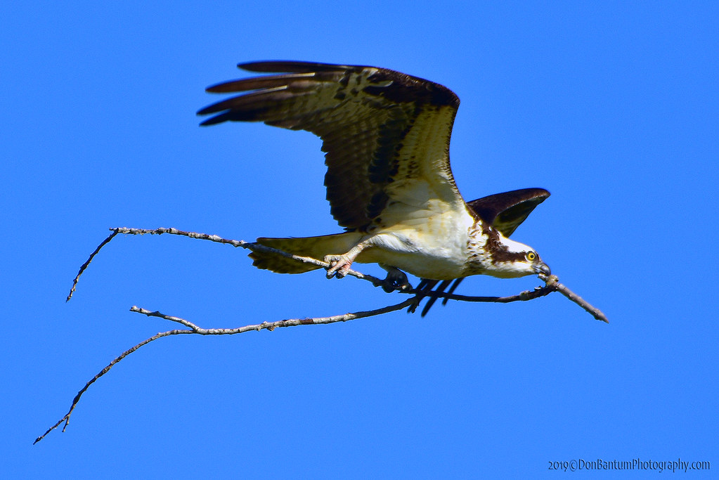Osprey_04 I watched as this Osprey made several trips to a… Flickr
