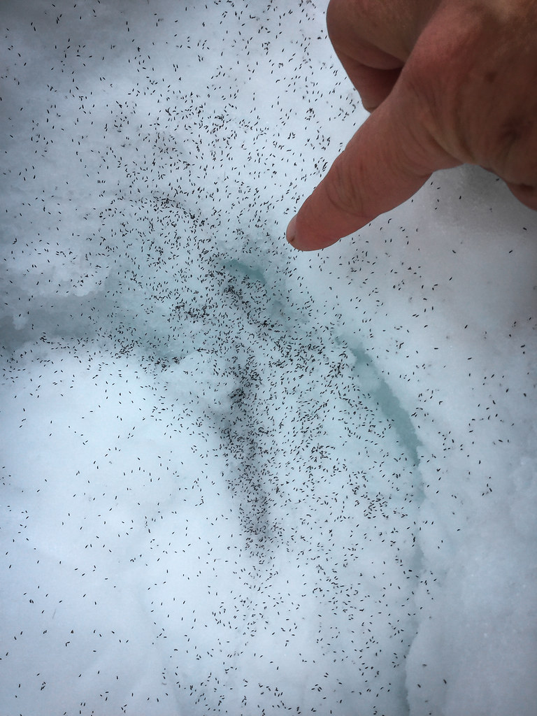 Snow fleas (Hypogastrura nivicola) You'll find snow fleas … Flickr