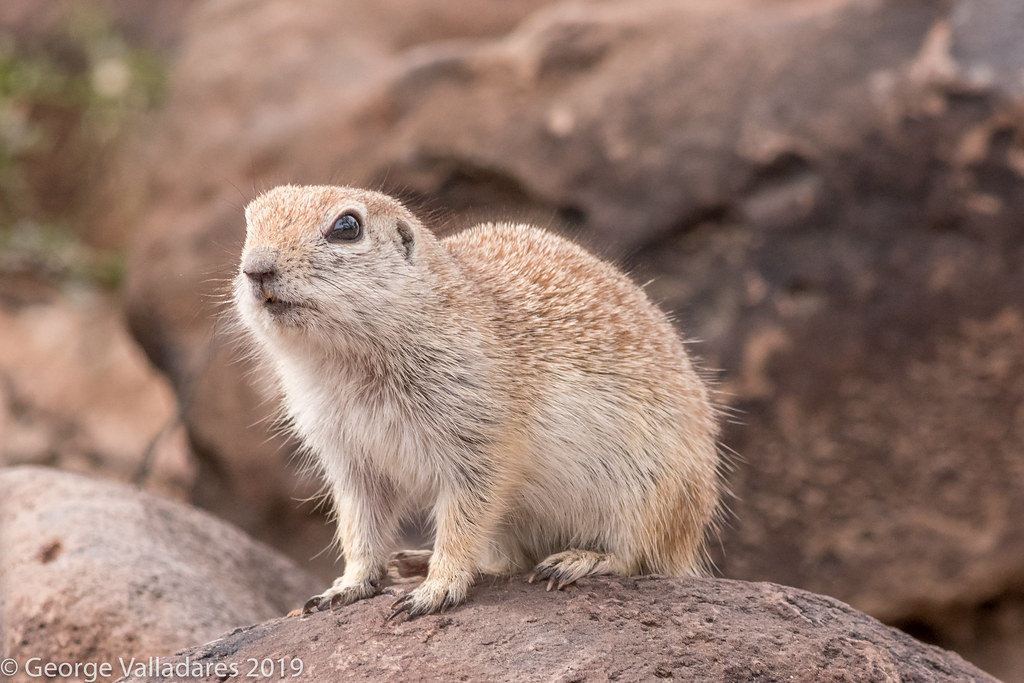 Prairie Dog Tucson, Az Vee Flickr